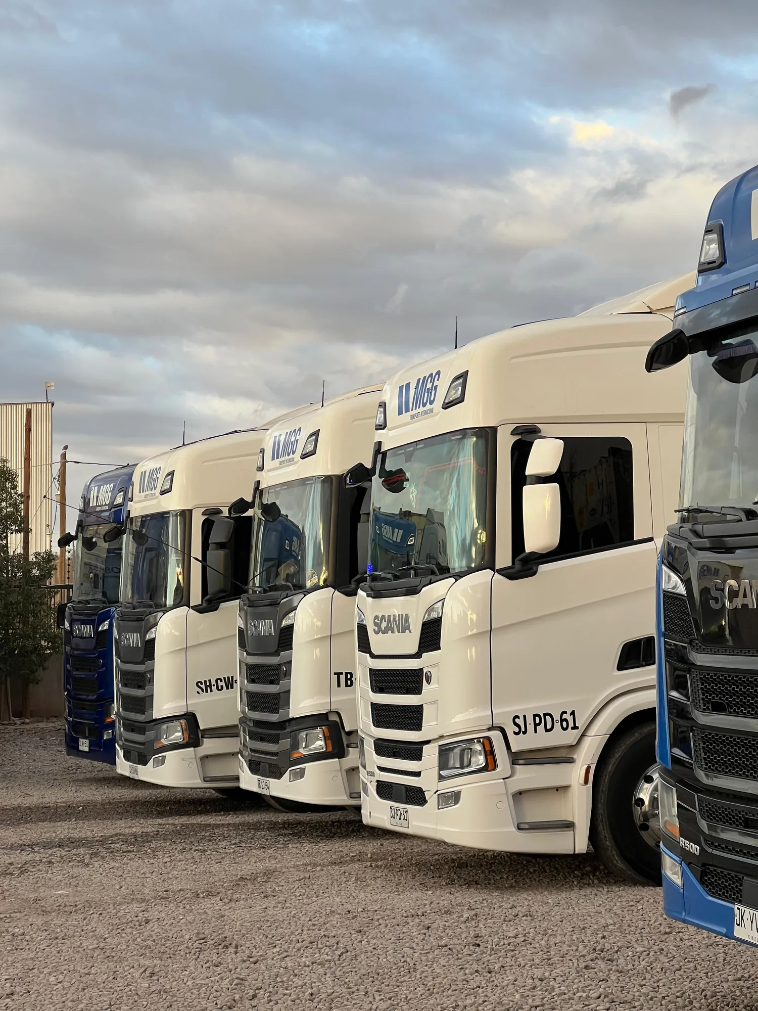 Tractores Scania de la flota MGG alineados en el predio